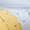Coleção melzi - Jogo de lençol queen no percal 200 fios bordado - Jogo de lençol bordado branco com abelhas bordadas
