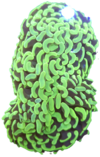 Euphyllia Ancora Green