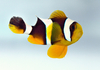amphiprion chrysogaster