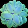 Plerogyra Sinuosa Ultra Green Bubble coral