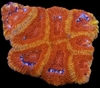 Micromusa Amakusensis