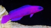 pseudochromis fridmani