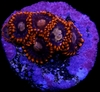 Zoas frag