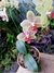 orquidea phalaenopsis en internet