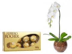 Linda Orquídea Phalaenopsis e Bombom Ferrero Rocher T8