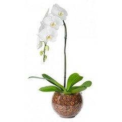 Linda Orquídea Phalaenopsis