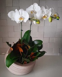 Luxo Orquídeas Phalaenopsis