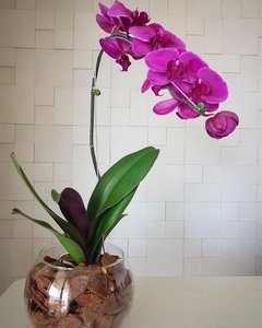 Linda Orquídea Phalaenopsis - comprar online