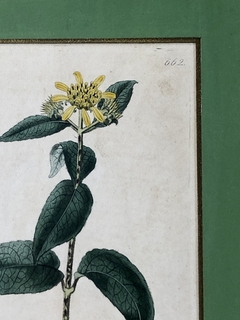 Grabado Inglés de flores Siglo XIX