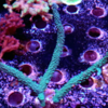 Acropora cerviconis azul