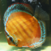 Discus Red royal F1 10cm