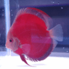 discus red scarlet 12 cm