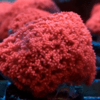 Microgoniopora ultra red (lps)