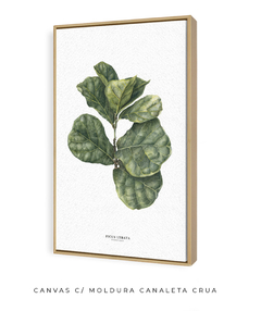 Quadro decorativo Ficus Lyrata