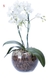 Orquídea Phalianopoles Branca - Detalhes em Casca e Musgo Verde