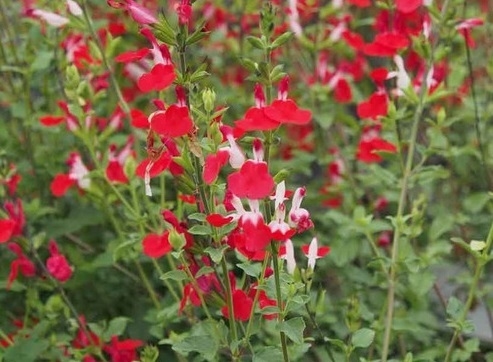 salvia roja greggii