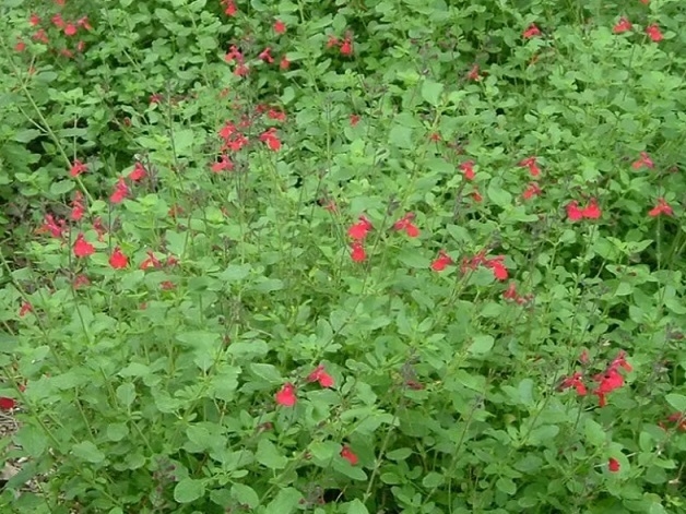 salvia roja greggii