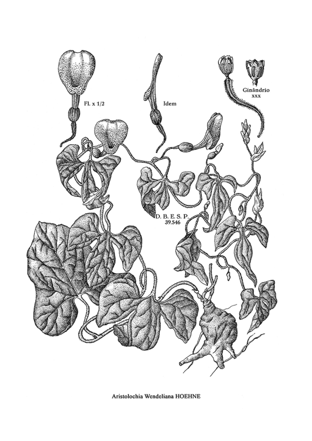 Lámina Botánica Casida, siglo XIX