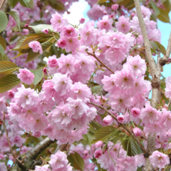 Cerezo japonés- sakura- árbol de cerezo japonés- flor de sakura- cerezo botan- cerezo kazan- arbo de cerezo sakura venta- venta árbol japonés- flores de cerezo-venta de sakura- venta de árboles japoneses-jardin japonés-cherry flower kazan-Bloom cherry -pr