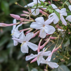JAZMIN CHINO-Jasminum polyanthum