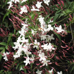 JAZMIN CHINO-Jasminum polyanthum en internet