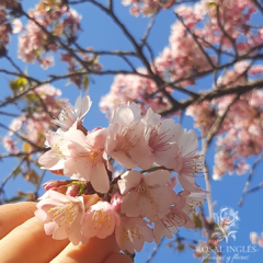 Cerezo sakura- Sakura- Sakura de flor simple- Sakura flor- árbol sakura -sakura cerezo de flor japones- flor de cerezo japones- árboles florales- árbol ornamental japones- árboles japoneses- cerezo de flor - Sakura Botan (flor Rosada, Doble-Árbol de cerez