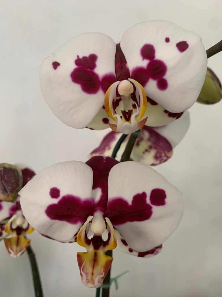 PHALAENOPSIS 2 Varas Comprar En Vivero Roots