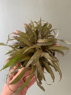 CRYPTANTHUS ACAULIS - Bromelia - Vivero Roots