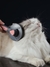 Pente de cabelo para animais de estimação (gatos,cachorros) - loja online