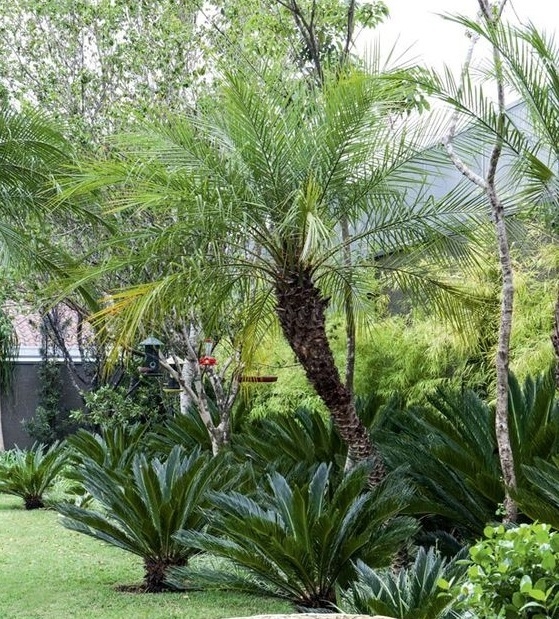 Phoenix Robellini Precio Palmera Enana Venta De Palmeras