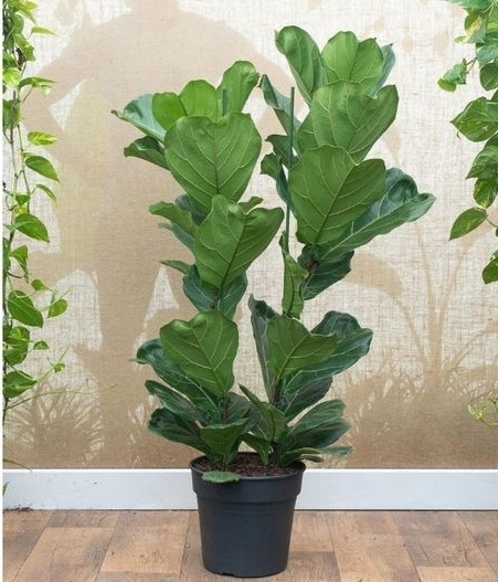 Ficus Pandurata Ficus Lyrata Planta Ideal Para Regalar Biotienda