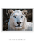 Quadro Decorativo O Leão Branco - Lacalep | A loja dos quadros