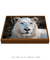 Quadro Decorativo O Leão Branco na internet