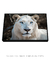 Quadro Decorativo O Leão Branco - comprar online