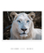 Quadro Decorativo O Leão Branco - loja online