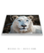 Imagem do Quadro Decorativo O Leão Branco