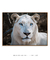 Quadro Decorativo O Leão Branco na internet