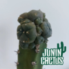 Cactus injertado en Harrisia