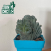 myrtillo cactus geometrizans