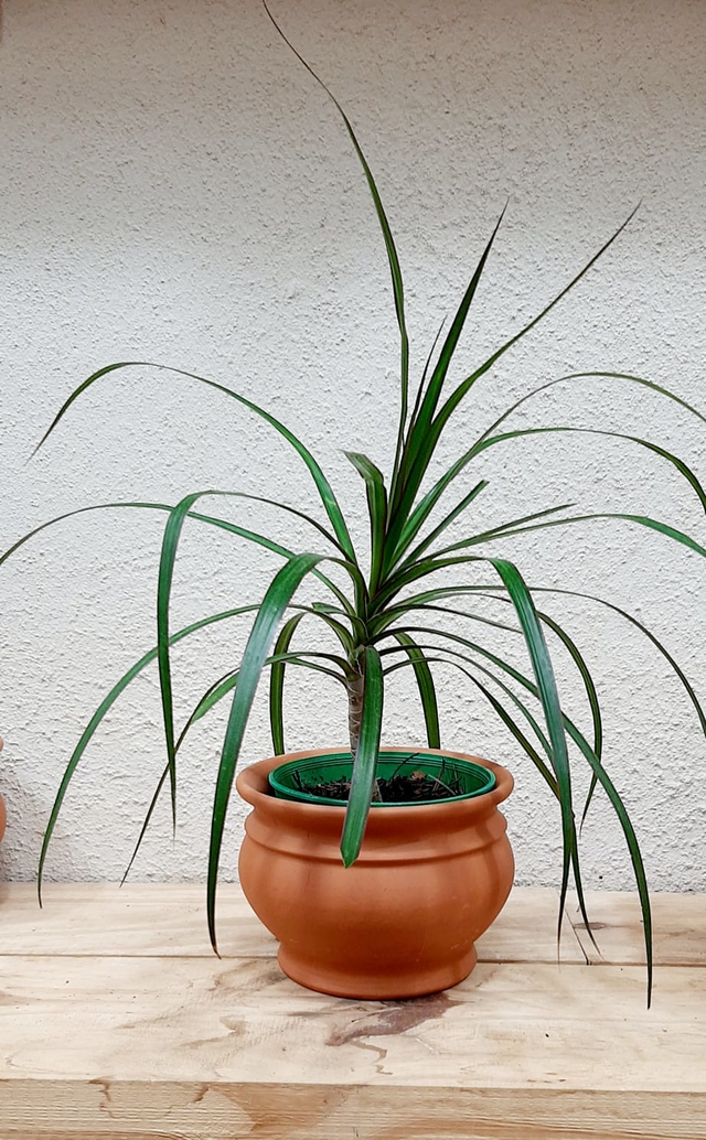 Dracena Marginata Comprar En Vivero Del Paraiso