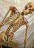 Esqueleto Flexible Tamaño Natural con ligamentos, soporte y ruedas de 1,70m