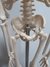 Mini Esqueleto Humano 45cm de Altura - Articulado - para Estudio en internet