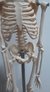 Imagen de Mini Esqueleto Humano 45cm de Altura - Articulado - para Estudio