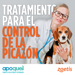  El Apoquel con Oclacitinib del Laboratorio Zoetis, está indicado para el tratamiento del prurito relacionado con dermatitis alérgica en perros
