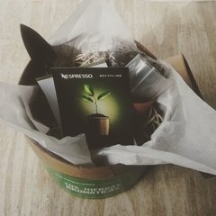 Kit Tus hierbas aromáticas NESPRESSO - comprar online