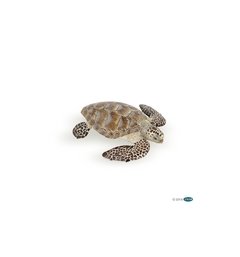 TORTUGA DE MAR - PAPO