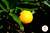 Naranjas Orgánicas x Kg. (Variedad: Valencia Jugo & Ombligo)