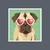 Beach Bums Pug I en internet