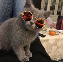 Oculos p/ Gatos na internet