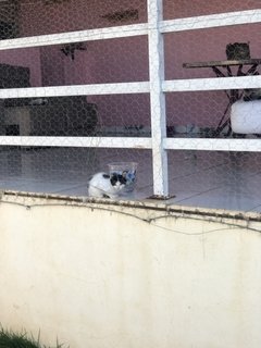 Quer ajudar a gato Nino - Belinha Ateliê